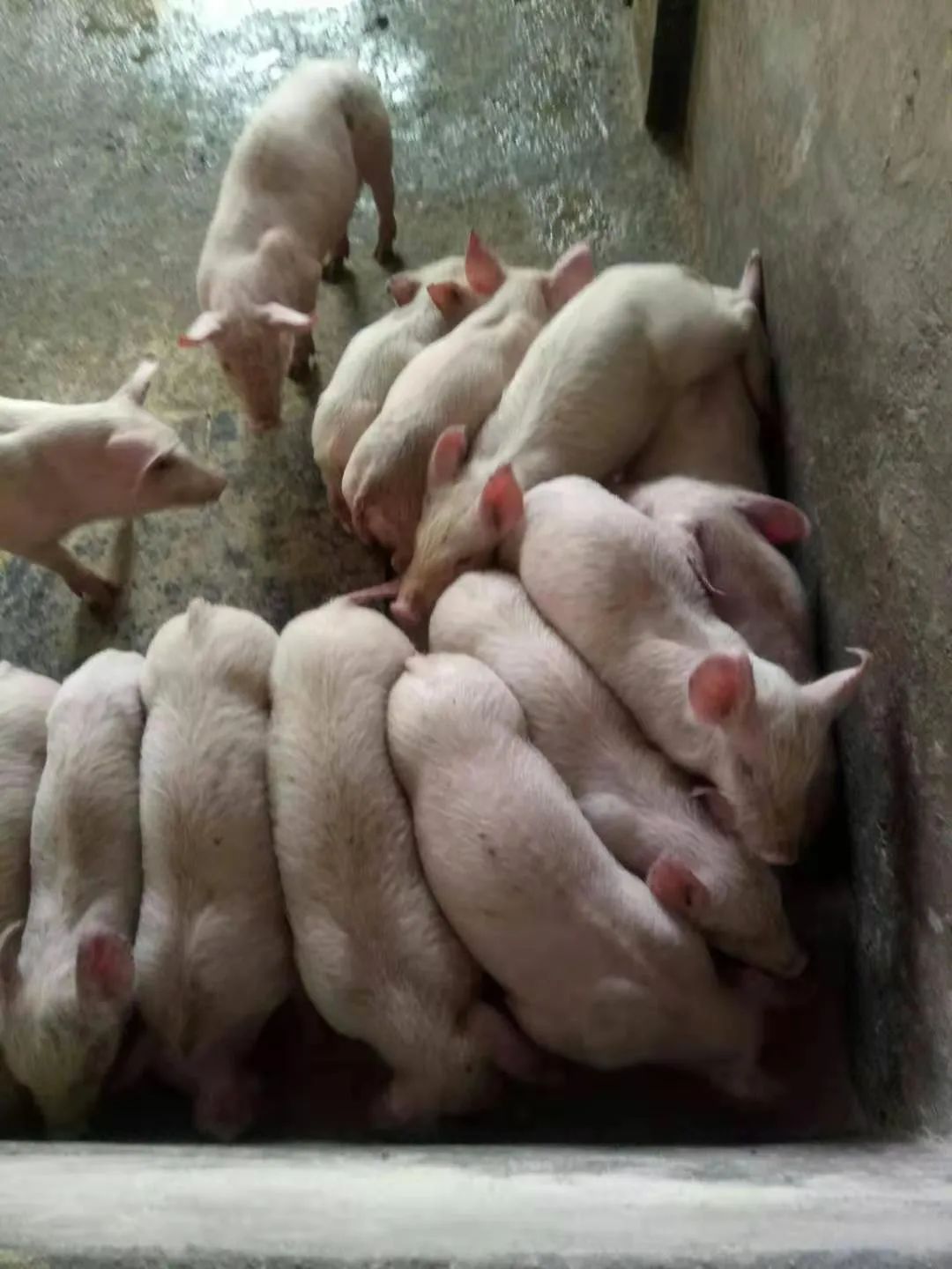 普旺獸藥廠家技術(shù)服務(wù)老師養(yǎng)豬服務(wù)02